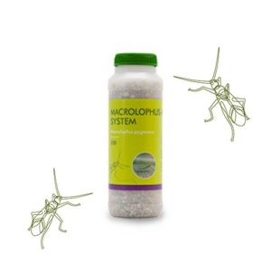 سن شکارگر ماکرولوفوس Macrolophus